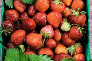 Celebrations_strawberry festival-1